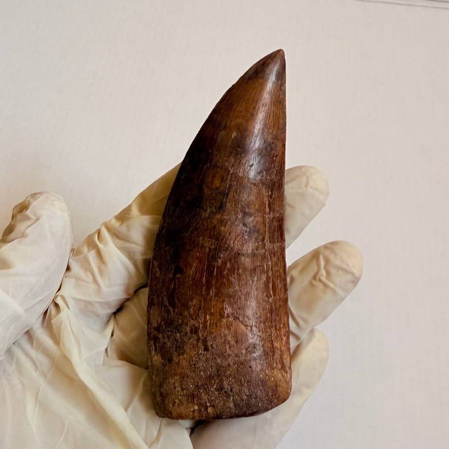 Carcharodontosaurus Fossil Tooth, 9.5 cm – AD-17019 - PaleoDeserts