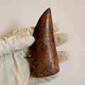 Carcharodontosaurus Fossil Tooth, 9.5 cm – AD-17019 - PaleoDeserts