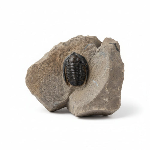 Cornuproetus sp. Fossil in Matrix, 1.57 in / 4 cm – AD-18662 - PaleoDeserts