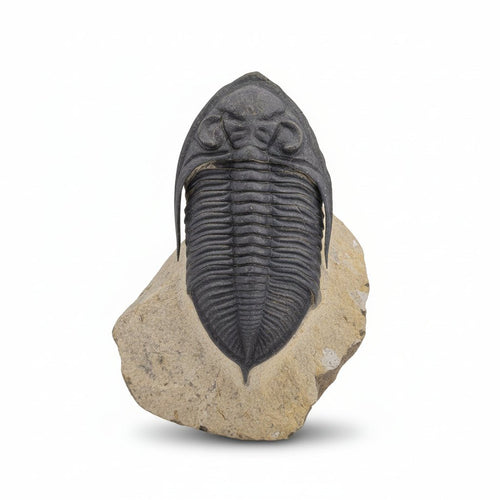 Cornuproetus sp. Fossil in Matrix, 6 cm – AD-18663 - PaleoDeserts