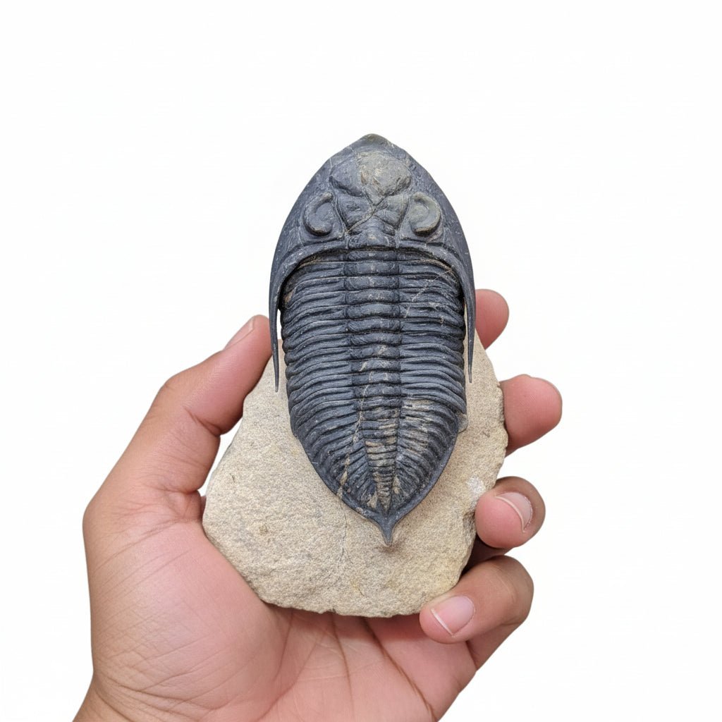 Cornuproetus sp. Fossil in Matrix, 6 cm – AD-18663 - PaleoDeserts