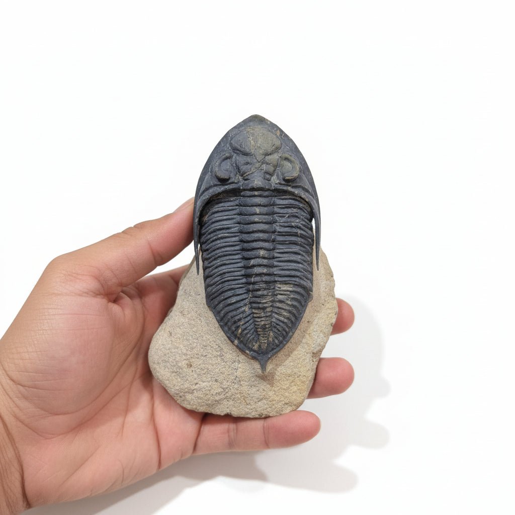 Cornuproetus sp. Fossil in Matrix, 6 cm – AD-18663 - PaleoDeserts