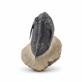 Cornuproetus sp. Fossil in Matrix, 6 cm – AD-18663 - PaleoDeserts