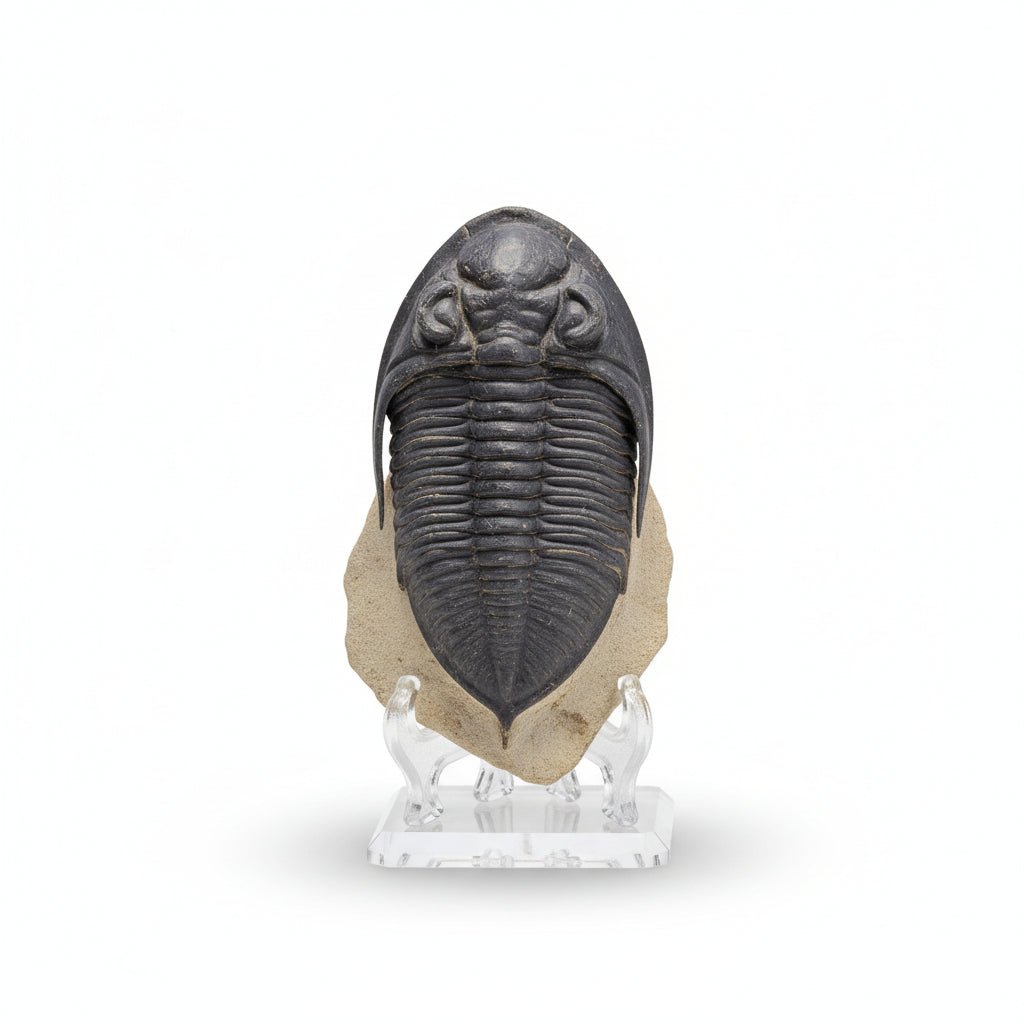 Cornuproetus sp. Fossil in Matrix, 6 cm – AD-18663 - PaleoDeserts