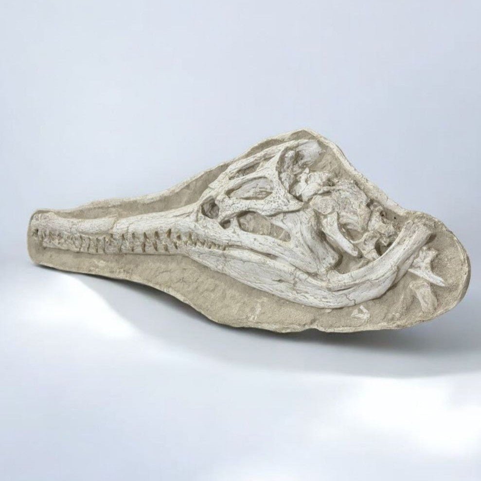 Dyrosaurus Skull Fossil in Matrix, 47 in / 120 cm – AD-16985 - PaleoDeserts