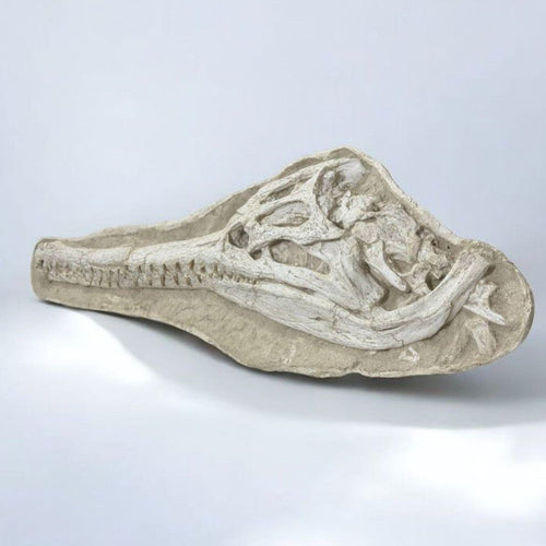 Dyrosaurus Skull Fossil in Matrix, 47 in / 120 cm – AD-16985 - PaleoDeserts