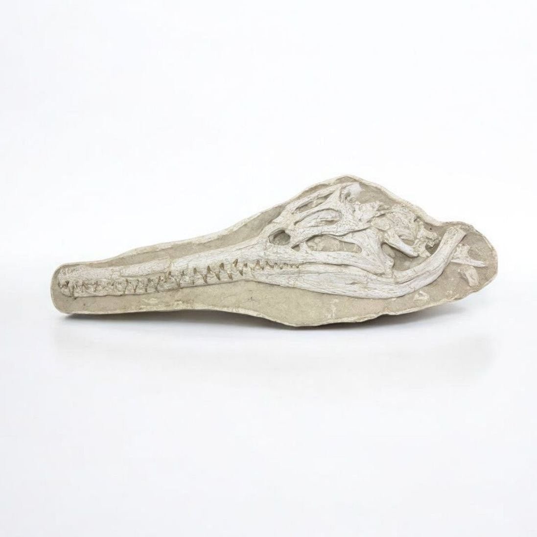 Dyrosaurus Skull Fossil in Matrix, 47 in / 120 cm – AD-16985 - PaleoDeserts