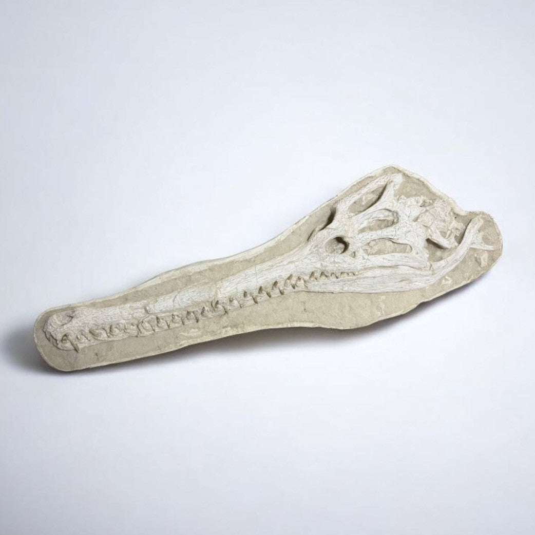 Dyrosaurus Skull Fossil in Matrix, 47 in / 120 cm – AD-16985 - PaleoDeserts