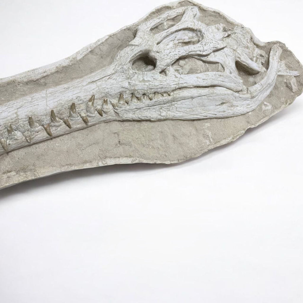 Dyrosaurus Skull Fossil in Matrix, 47 in / 120 cm – AD-16985 - PaleoDeserts