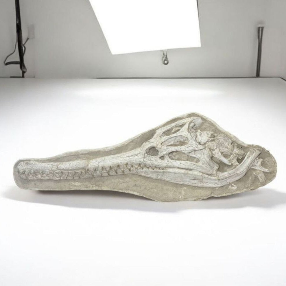 Dyrosaurus Skull Fossil in Matrix, 47 in / 120 cm – AD-16985 - PaleoDeserts