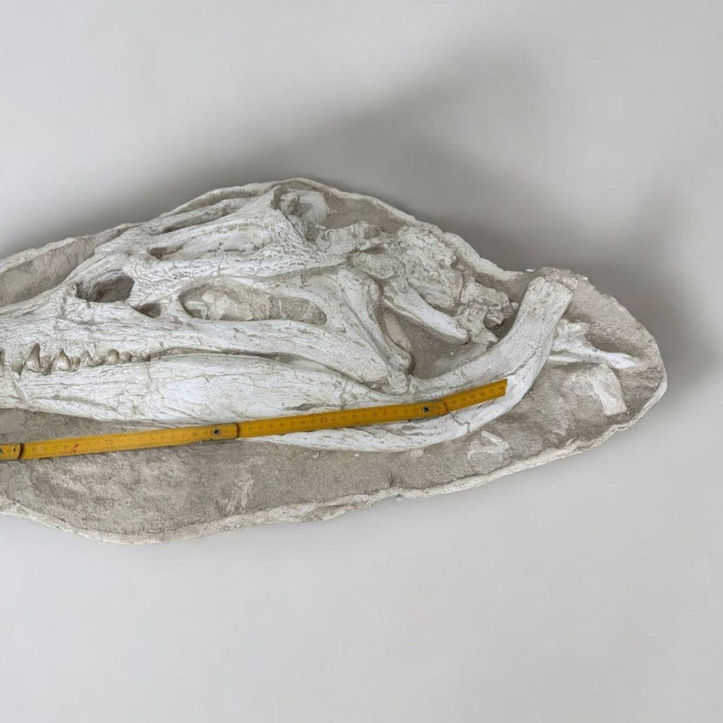 Dyrosaurus Skull Fossil in Matrix, 47 in / 120 cm – AD-16985 - PaleoDeserts