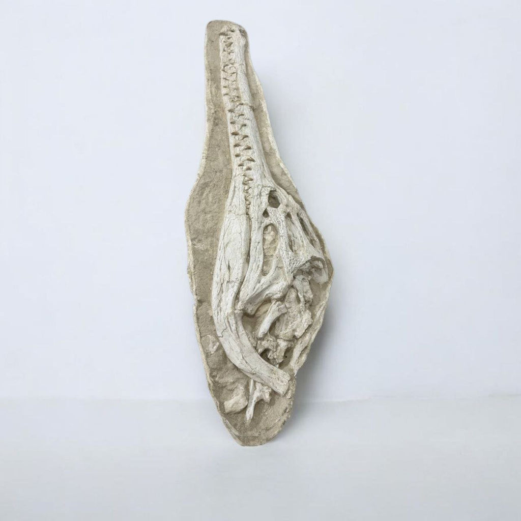 Dyrosaurus Skull Fossil in Matrix, 47 in / 120 cm – AD-16985 - PaleoDeserts