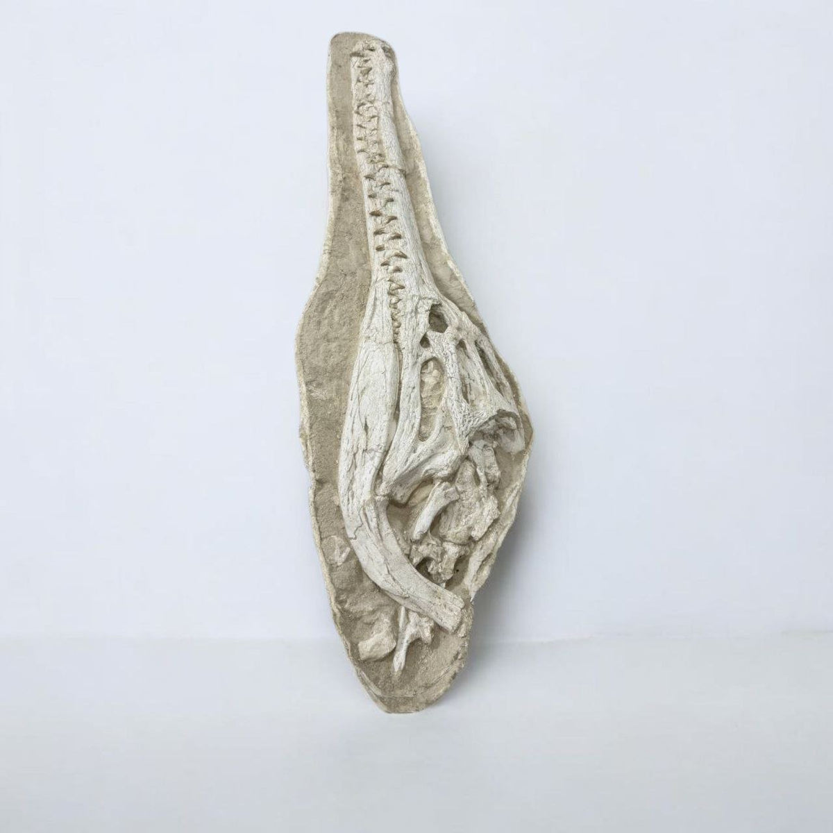 Dyrosaurus Skull Fossil in Matrix, 47 in / 120 cm – AD-16985 - PaleoDeserts