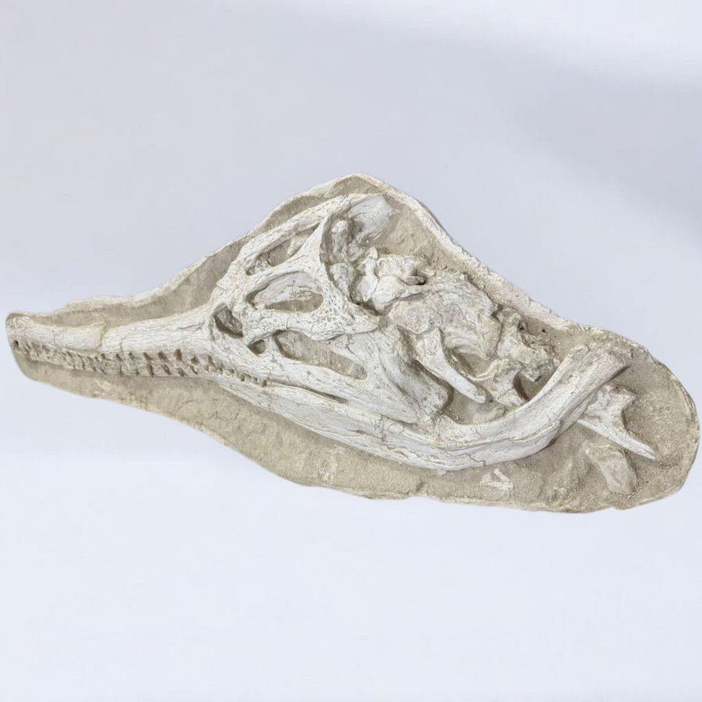 Dyrosaurus Skull Fossil in Matrix, 47 in / 120 cm – AD-16985 - PaleoDeserts
