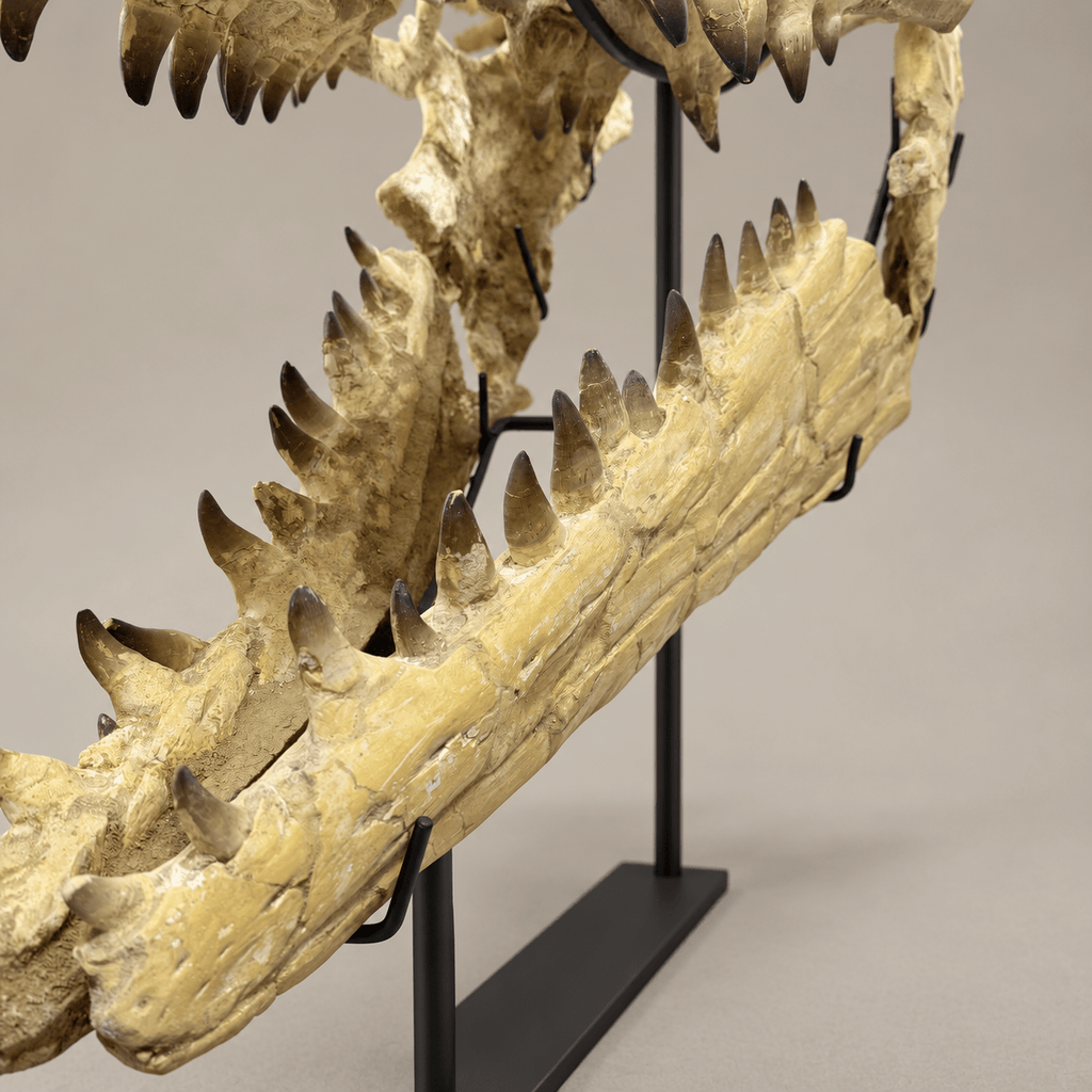 Extraordinary Mosasaur SKULL 43.3 inches. Late Cretaceous specimen - PaleoDeserts
