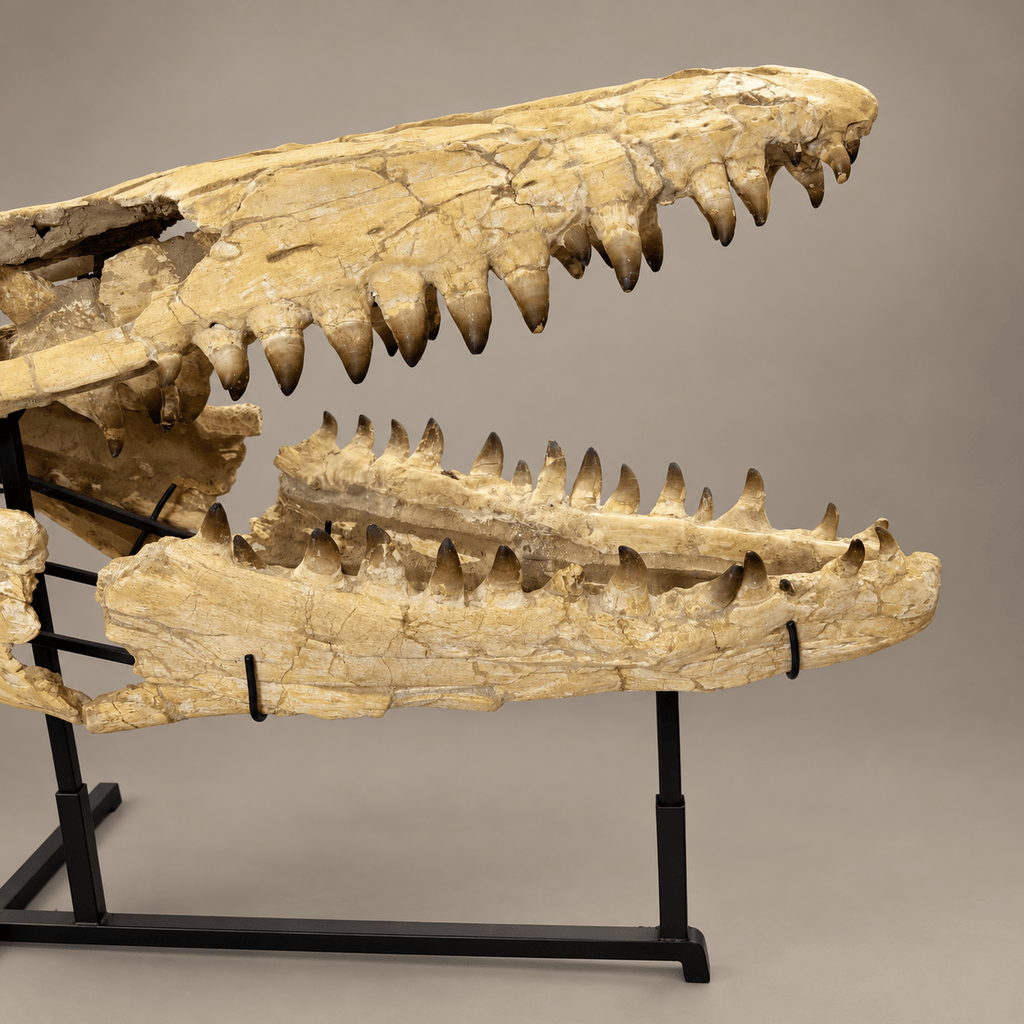 Extraordinary Mosasaur SKULL 43.3 inches. Late Cretaceous specimen - PaleoDeserts