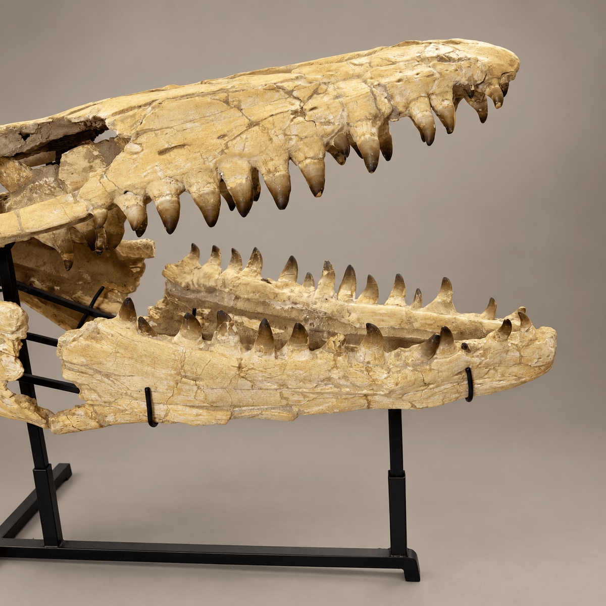 Extraordinary Mosasaur SKULL 43.3 inches. Late Cretaceous specimen - PaleoDeserts