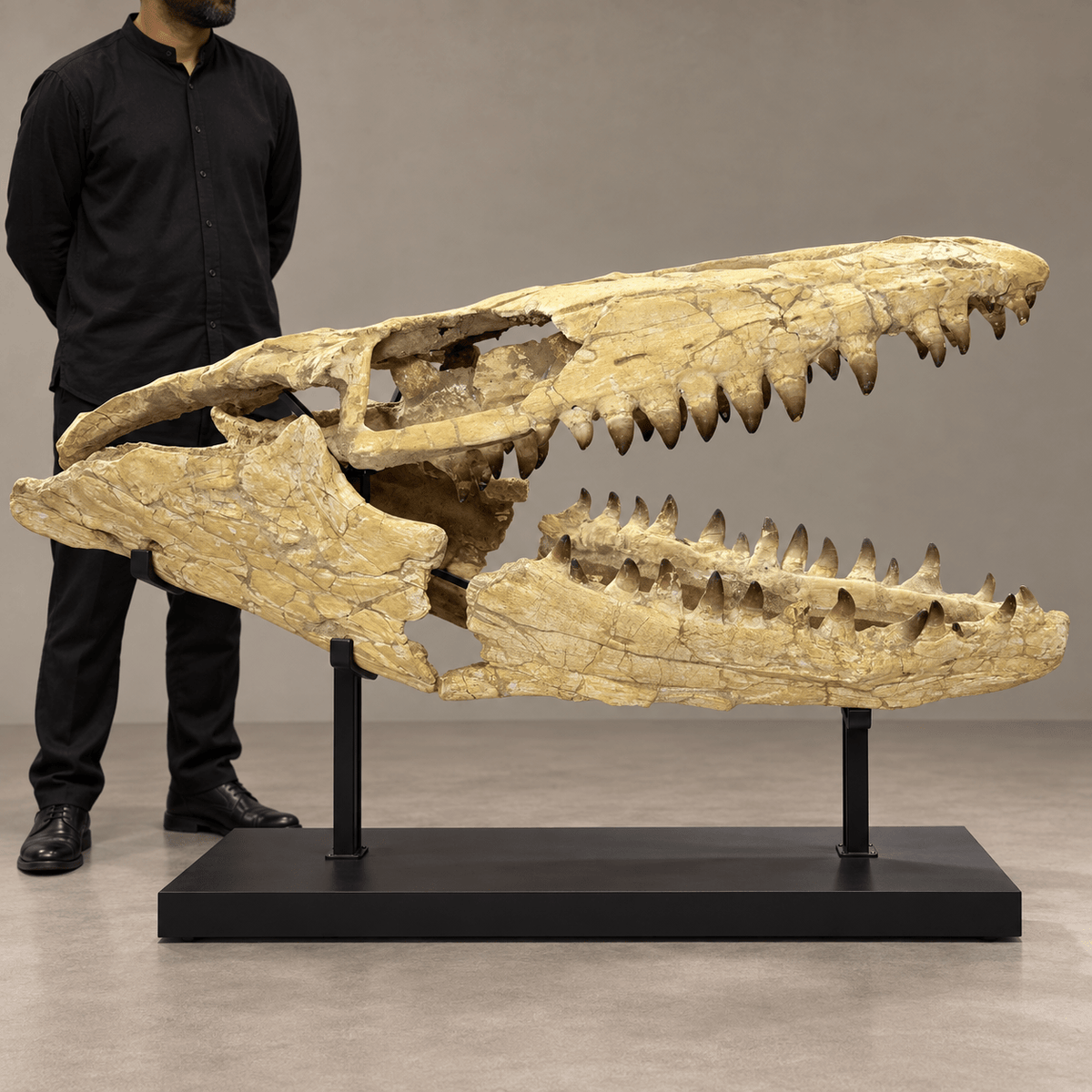 Extraordinary Mosasaur SKULL 43.3 inches. Late Cretaceous specimen - PaleoDeserts