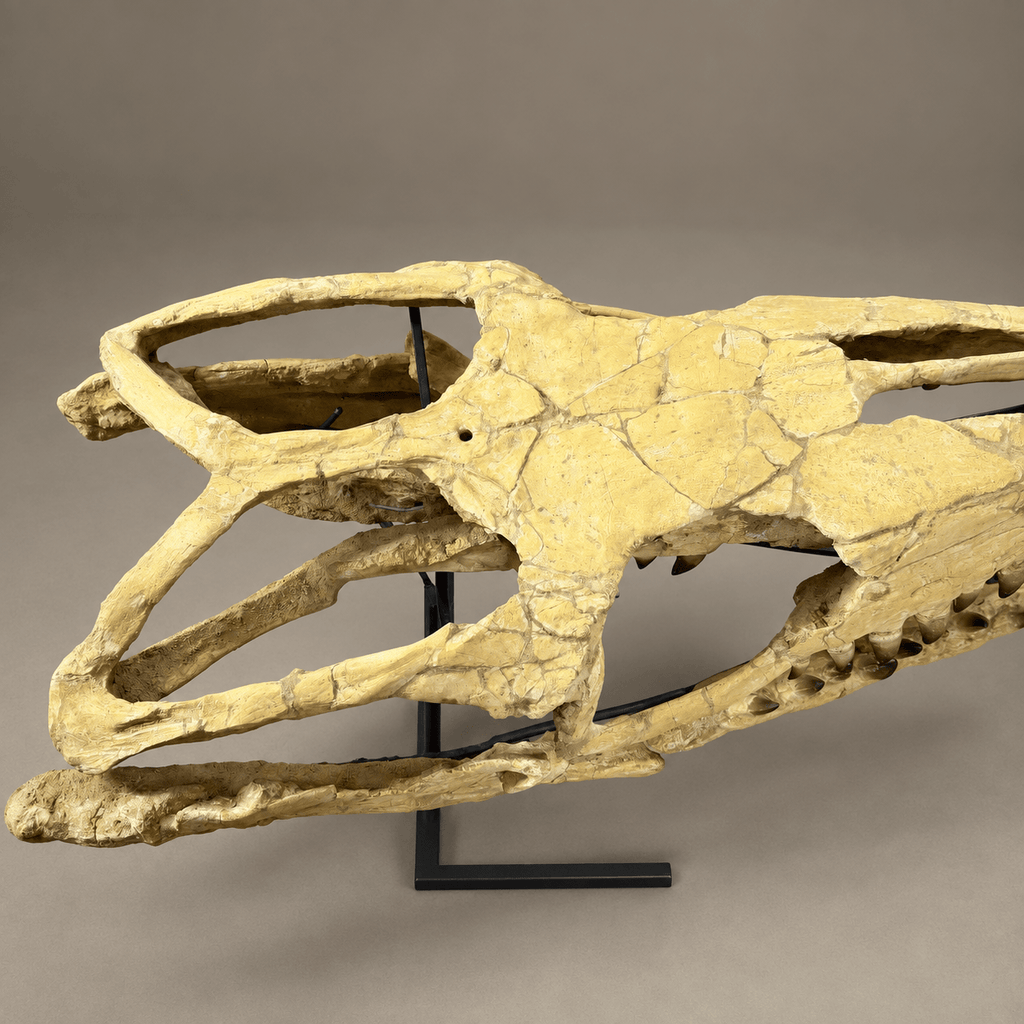 Extraordinary Mosasaur SKULL 43.3 inches. Late Cretaceous specimen - PaleoDeserts