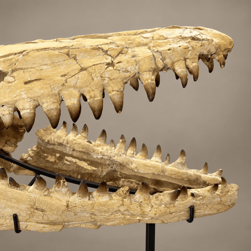 Extraordinary Mosasaur SKULL 43.3 inches. Late Cretaceous specimen - PaleoDeserts