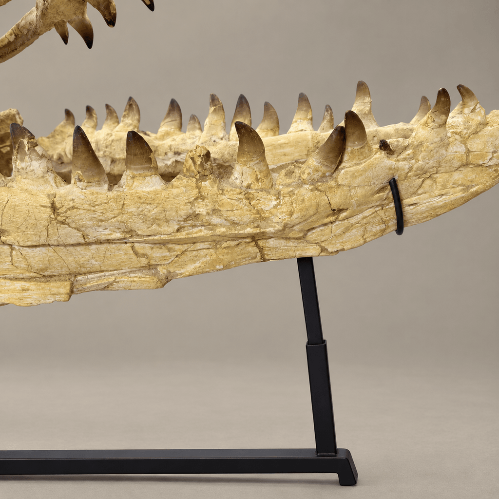 Extraordinary Mosasaur SKULL 43.3 inches. Late Cretaceous specimen - PaleoDeserts