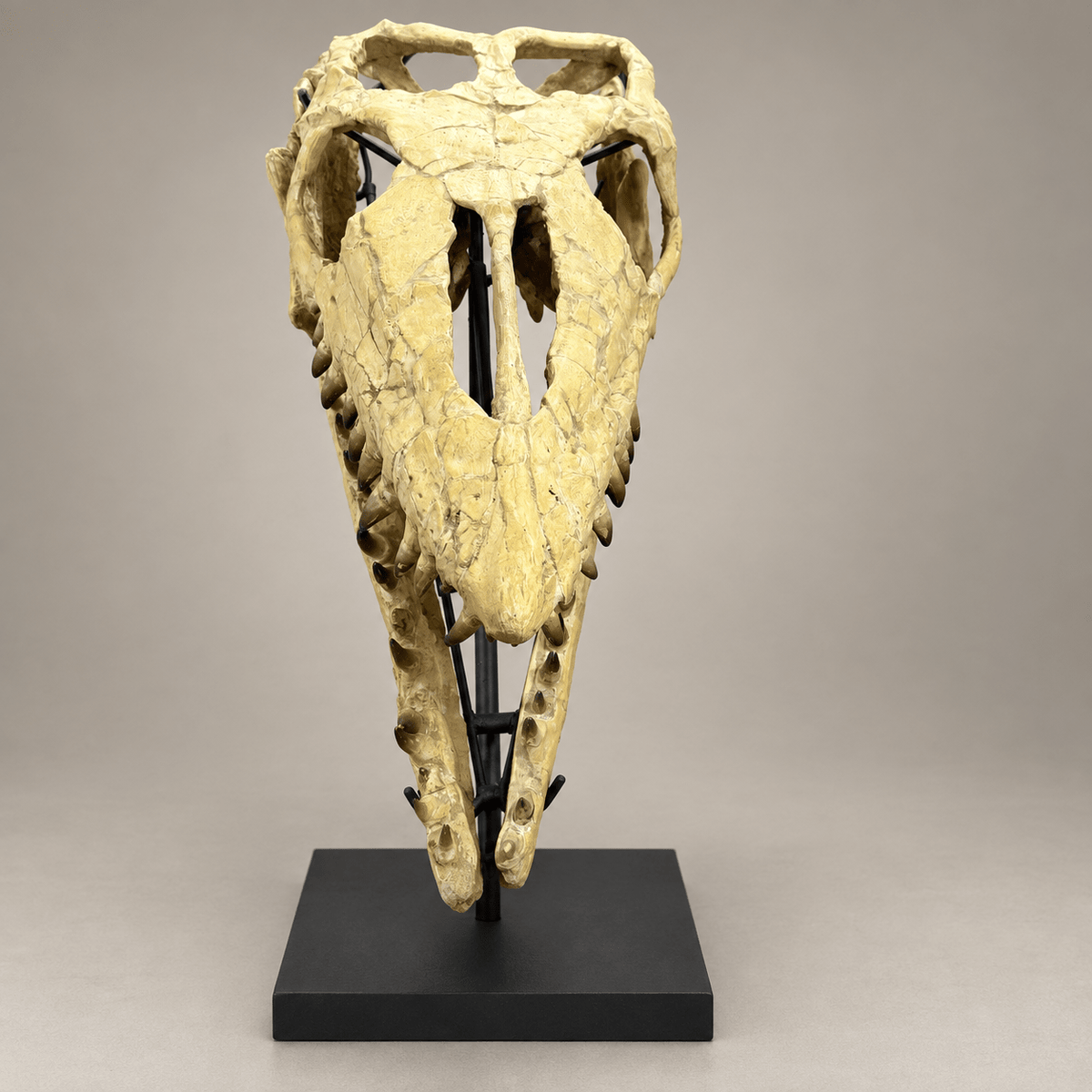 Extraordinary Mosasaur SKULL 43.3 inches. Late Cretaceous specimen - PaleoDeserts