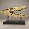 Extraordinary Mosasaur SKULL 43.3 inches. Late Cretaceous specimen - PaleoDeserts