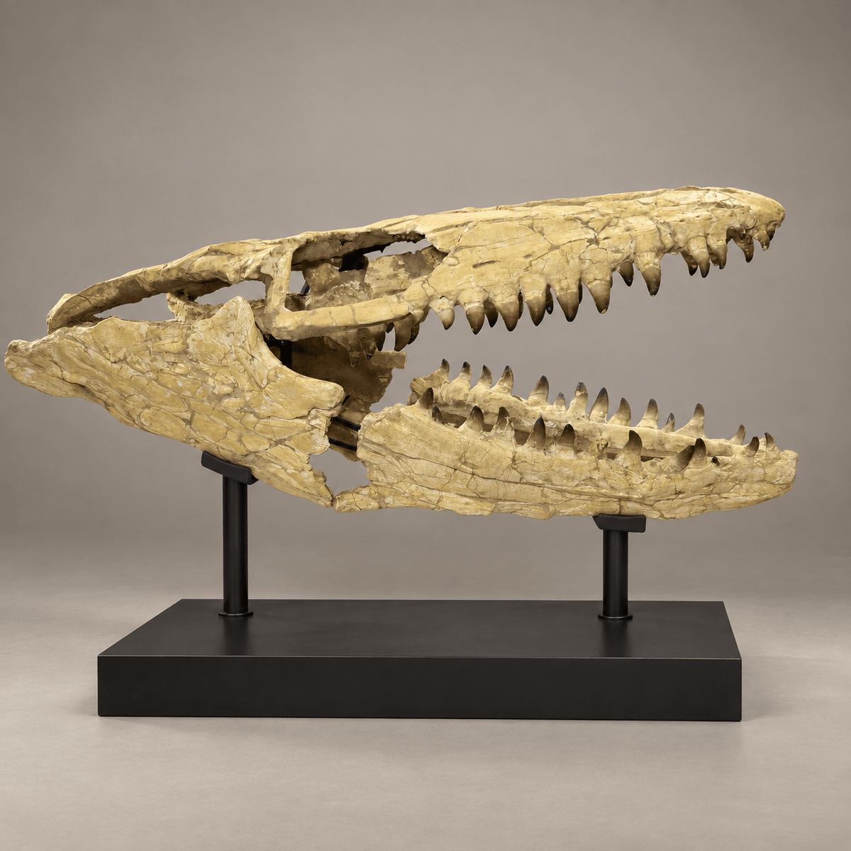 Extraordinary Mosasaur SKULL 43.3 inches. Late Cretaceous specimen - PaleoDeserts