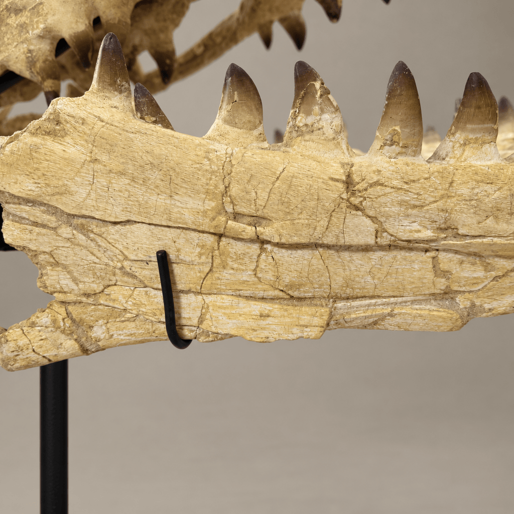 Extraordinary Mosasaur SKULL 43.3 inches. Late Cretaceous specimen - PaleoDeserts