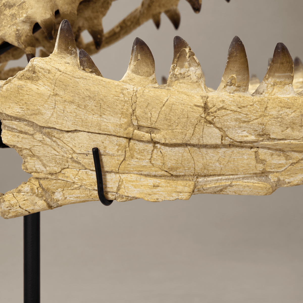 Extraordinary Mosasaur SKULL 43.3 inches. Late Cretaceous specimen - PaleoDeserts