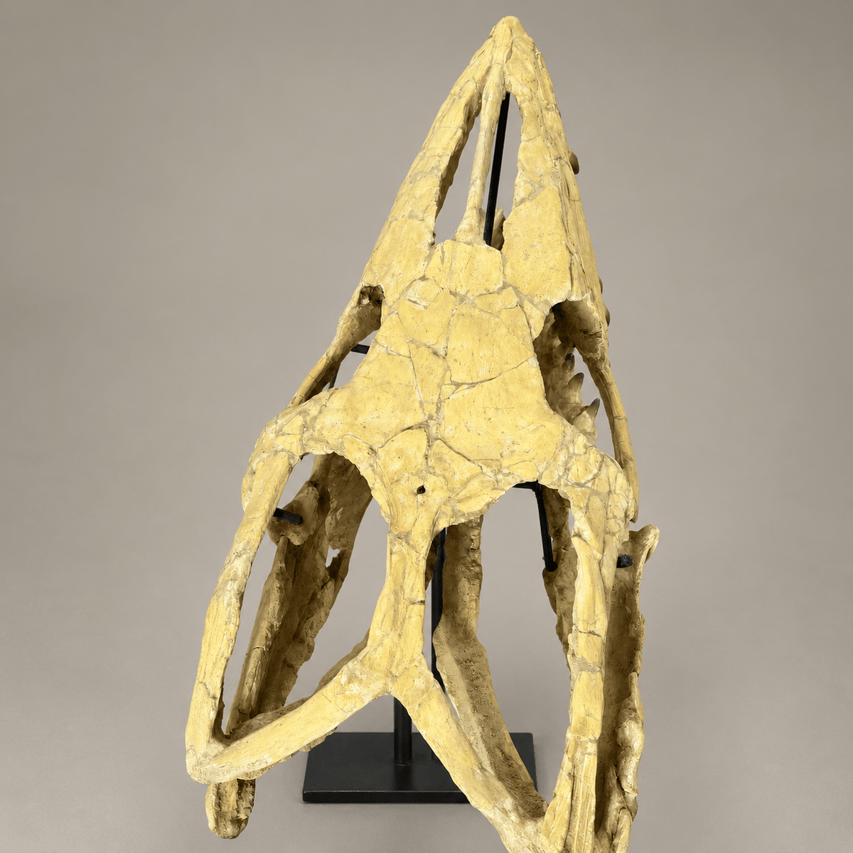 Extraordinary Mosasaur SKULL 43.3 inches. Late Cretaceous specimen - PaleoDeserts