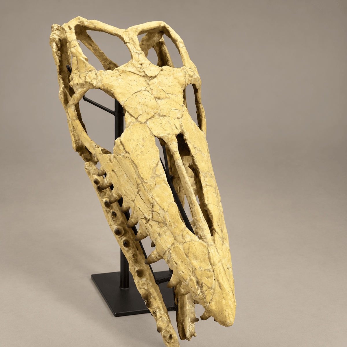 Extraordinary Mosasaur SKULL 43.3 inches. Late Cretaceous specimen - PaleoDeserts