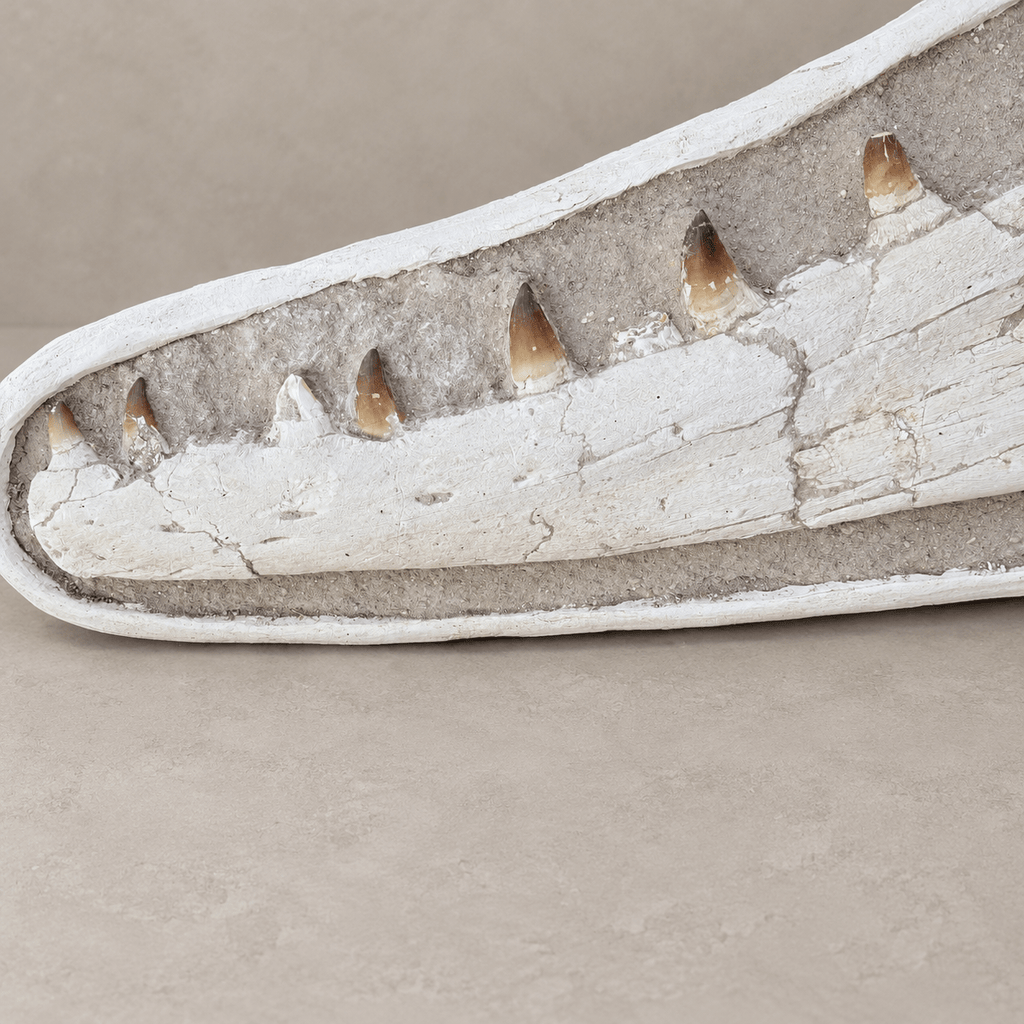 Extremely Rare 140 cm Thalassotitan atrox Mosasaur Jaw – 100% Original - PaleoDeserts