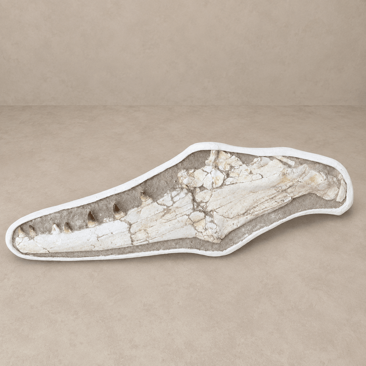 Extremely Rare 140 cm Thalassotitan atrox Mosasaur Jaw – 100% Original - PaleoDeserts