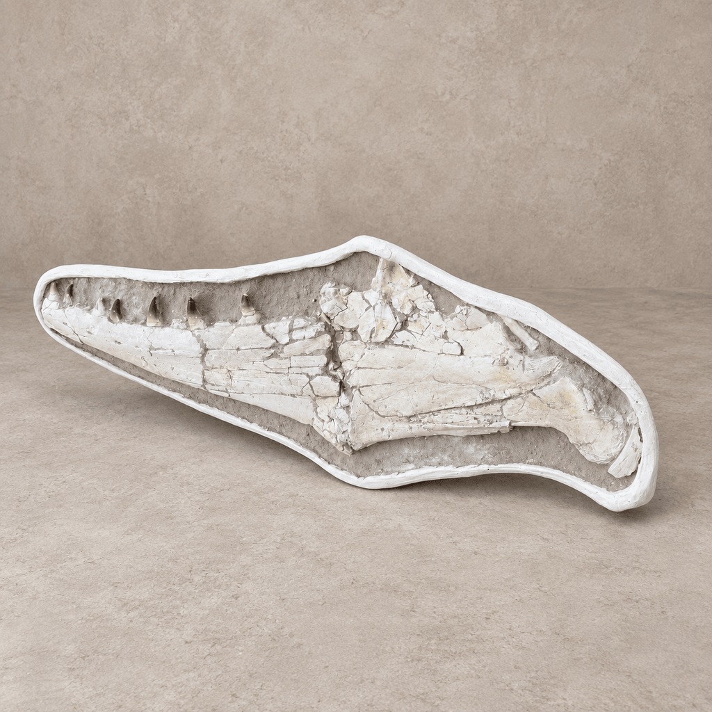 Extremely Rare 140 cm Thalassotitan atrox Mosasaur Jaw – 100% Original - PaleoDeserts