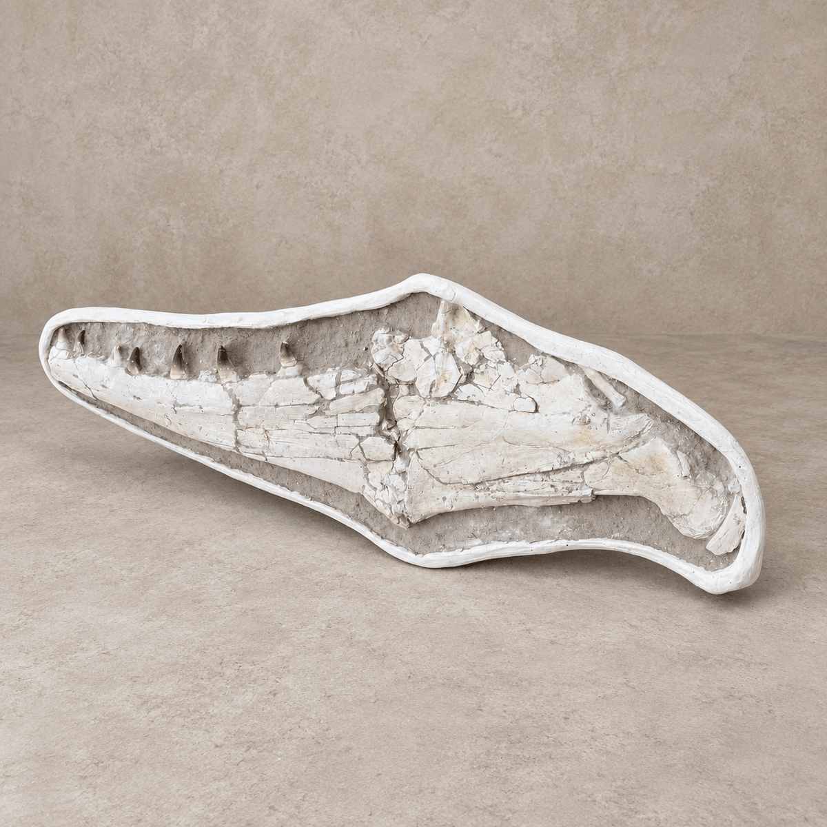Extremely Rare 140 cm Thalassotitan atrox Mosasaur Jaw – 100% Original - PaleoDeserts