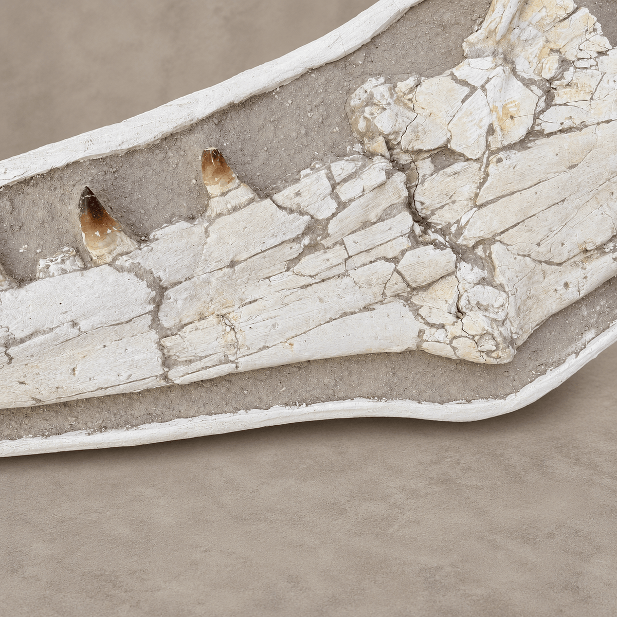 Extremely Rare 140 cm Thalassotitan atrox Mosasaur Jaw – 100% Original - PaleoDeserts