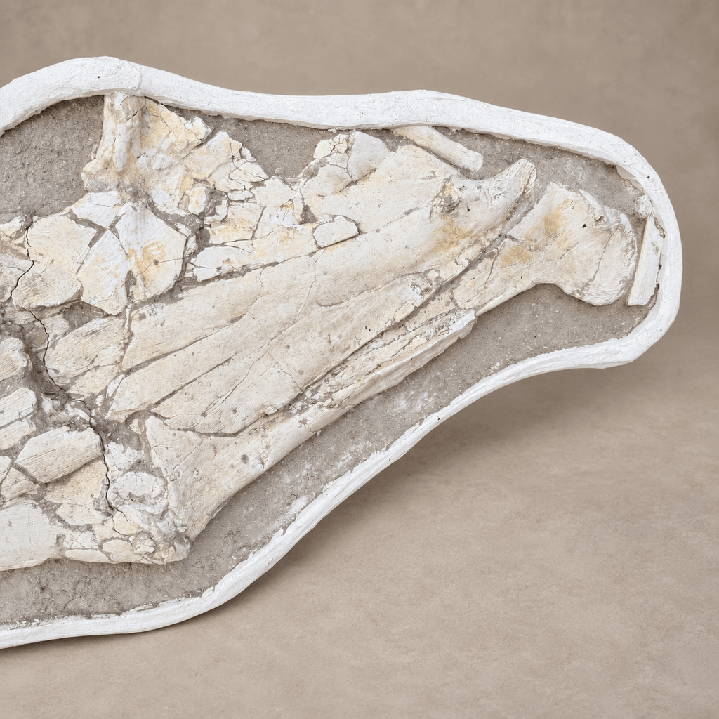 Extremely Rare 140 cm Thalassotitan atrox Mosasaur Jaw – 100% Original - PaleoDeserts