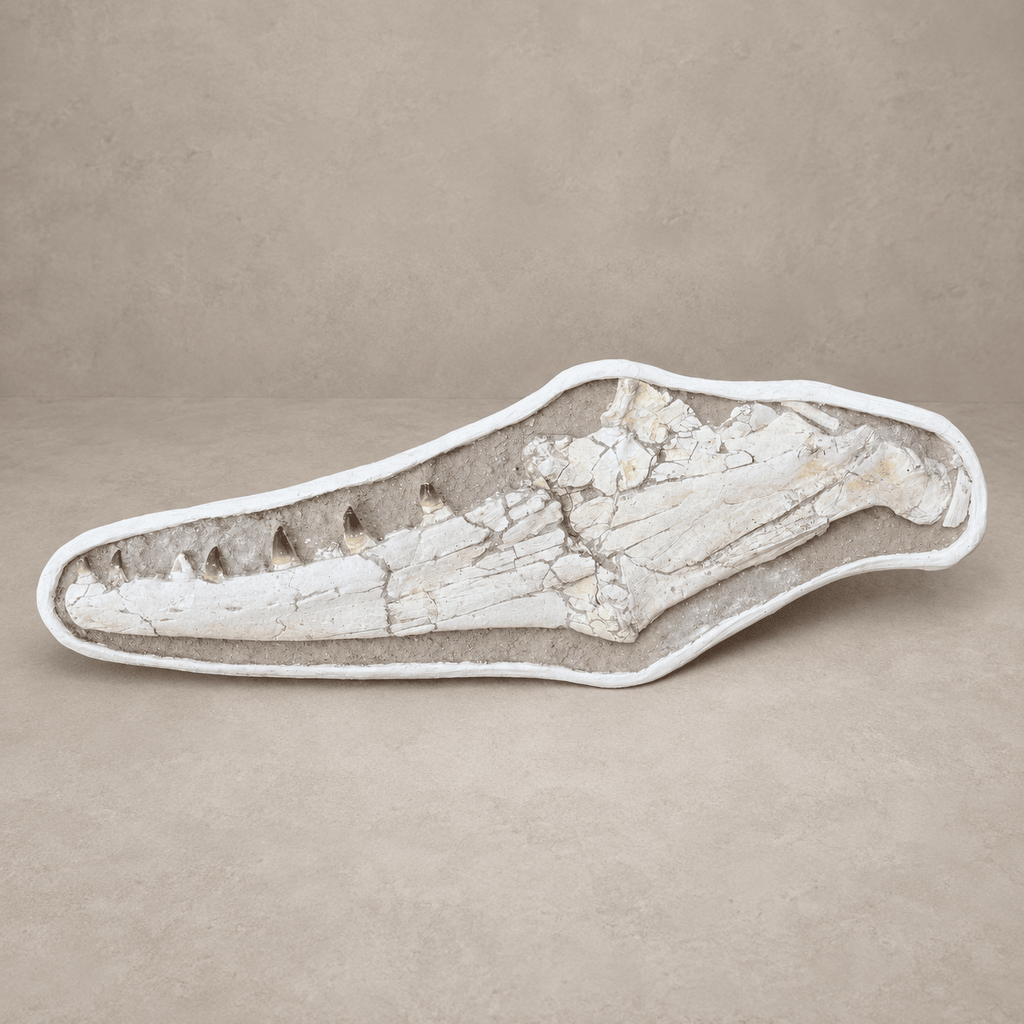 Extremely Rare 140 cm Thalassotitan atrox Mosasaur Jaw – 100% Original - PaleoDeserts