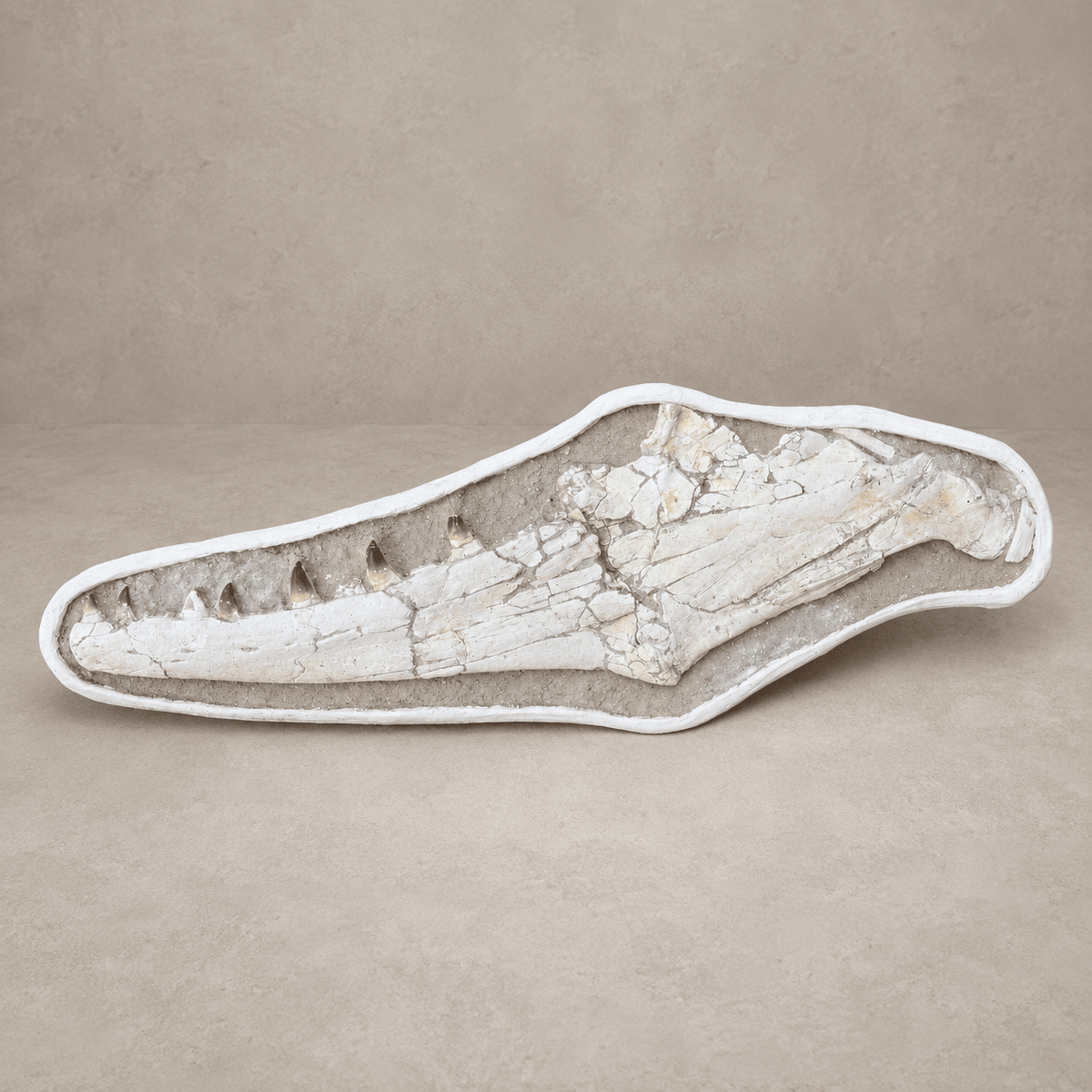 Extremely Rare 140 cm Thalassotitan atrox Mosasaur Jaw – 100% Original - PaleoDeserts