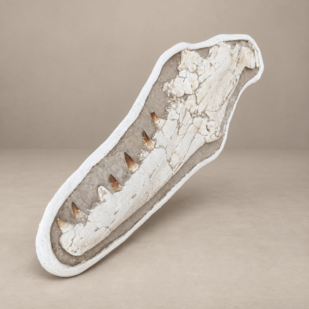 Extremely Rare 140 cm Thalassotitan atrox Mosasaur Jaw – 100% Original - PaleoDeserts