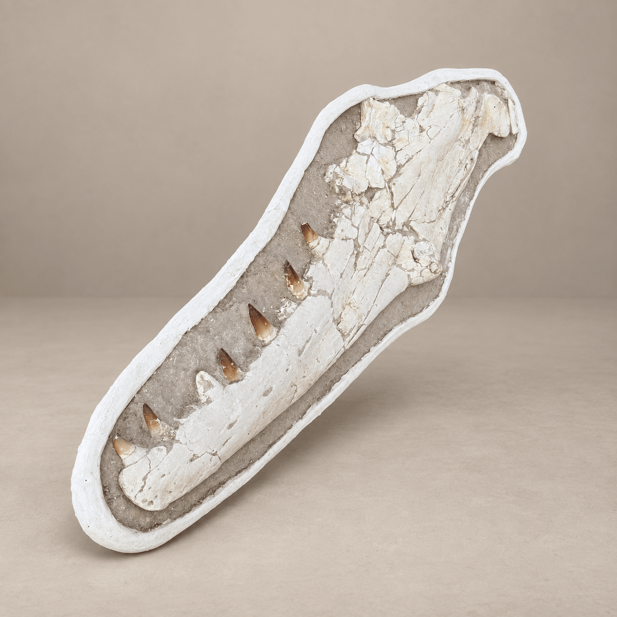 Extremely Rare 140 cm Thalassotitan atrox Mosasaur Jaw – 100% Original - PaleoDeserts