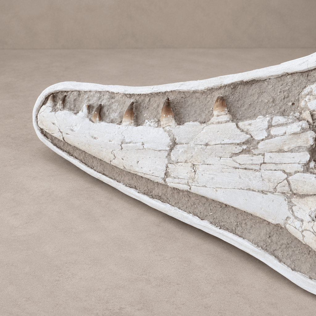 Extremely Rare 140 cm Thalassotitan atrox Mosasaur Jaw – 100% Original - PaleoDeserts