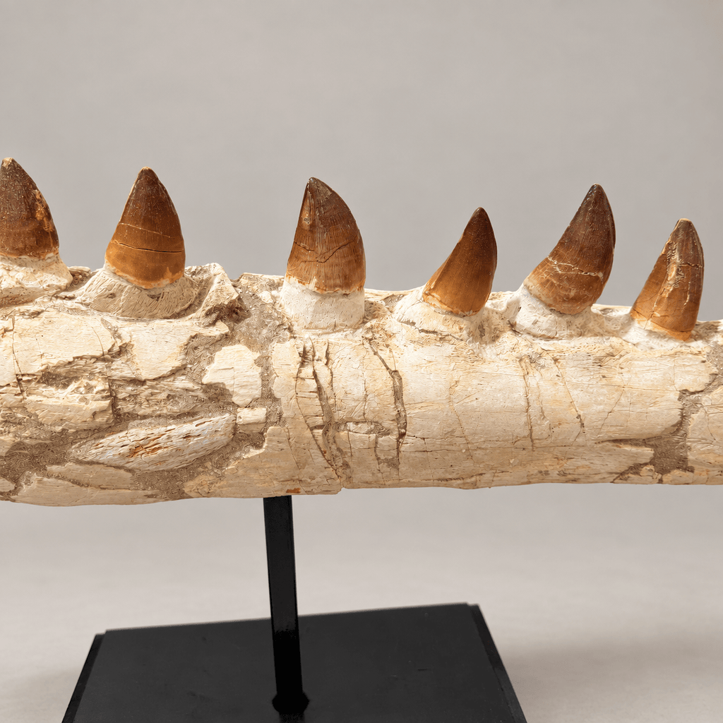 Genuine Mosasaur Jaw Fossil, 76 cm Collector Display – PD-MJW-0076 - PaleoDeserts