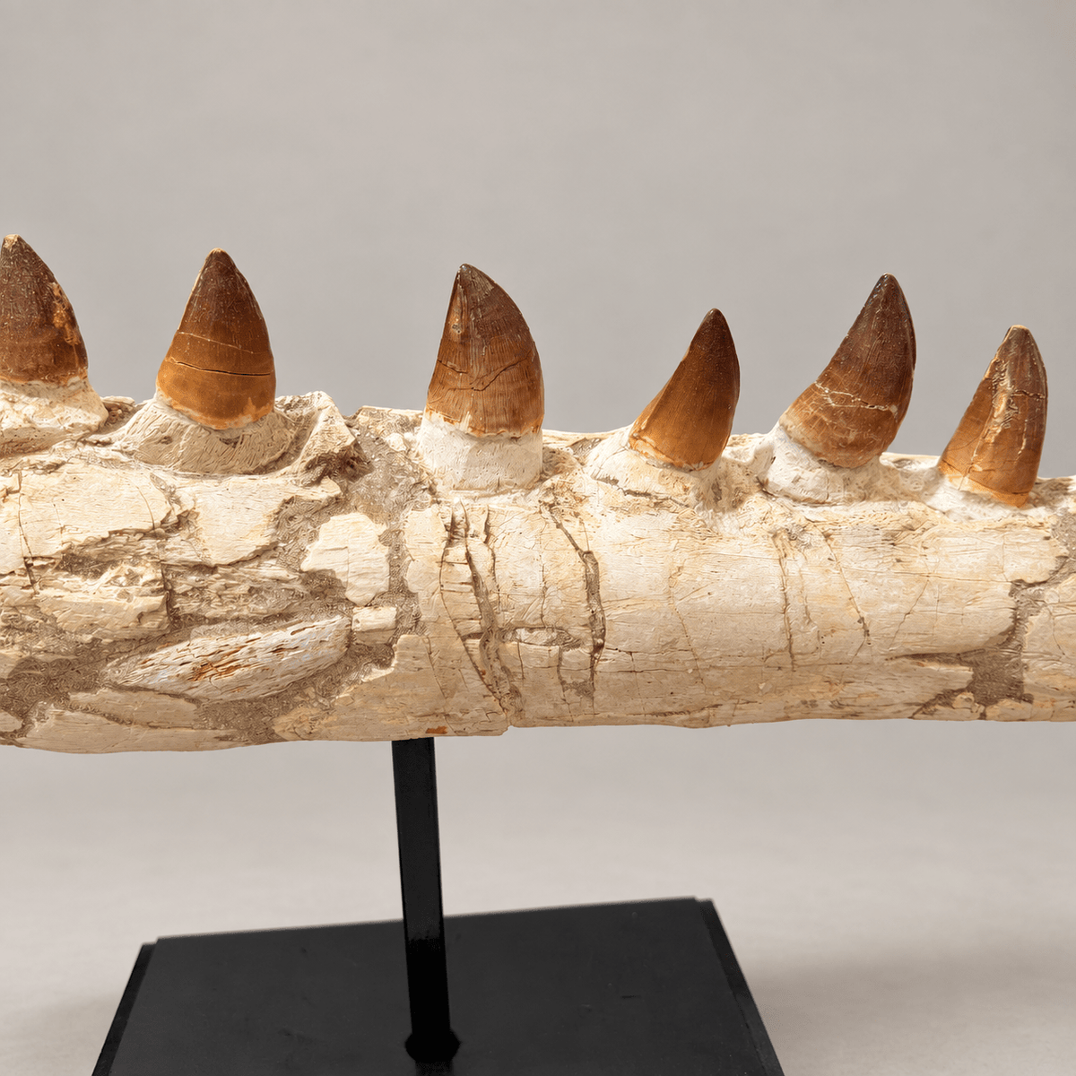 Genuine Mosasaur Jaw Fossil, 76 cm Collector Display – PD-MJW-0076 - PaleoDeserts