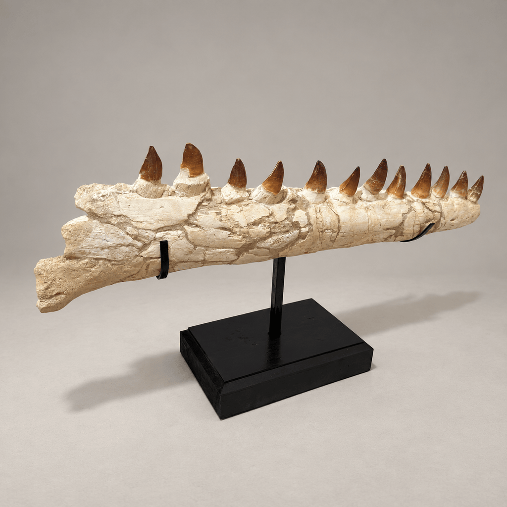 Genuine Mosasaur Jaw Fossil, 76 cm Collector Display – PD-MJW-0076 - PaleoDeserts