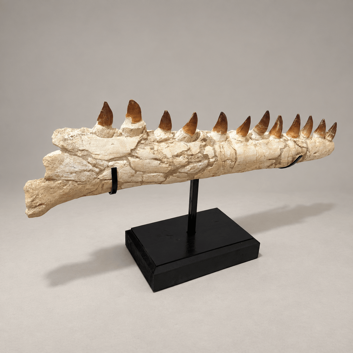 Genuine Mosasaur Jaw Fossil, 76 cm Collector Display – PD-MJW-0076 - PaleoDeserts