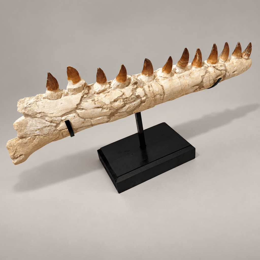 Genuine Mosasaur Jaw Fossil, 76 cm Collector Display – PD-MJW-0076 - PaleoDeserts