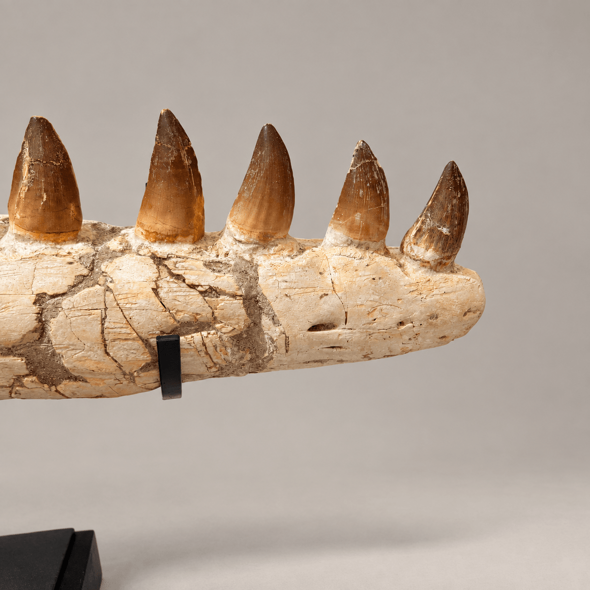 Genuine Mosasaur Jaw Fossil, 76 cm Collector Display – PD-MJW-0076 - PaleoDeserts