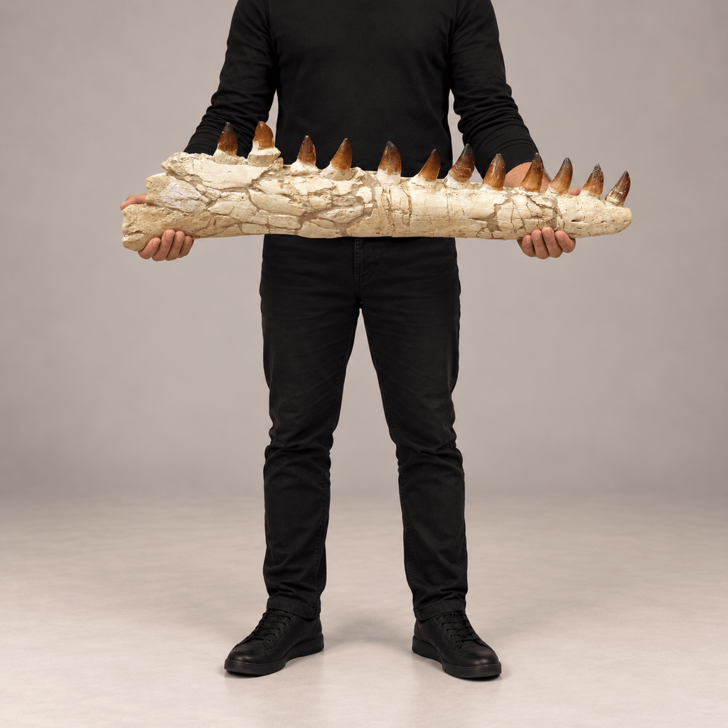 Genuine Mosasaur Jaw Fossil, 76 cm Collector Display – PD-MJW-0076 - PaleoDeserts